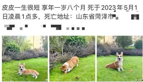 柯基被砍男子爆料视频